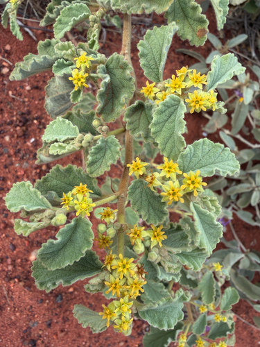 Androcalva loxophylla