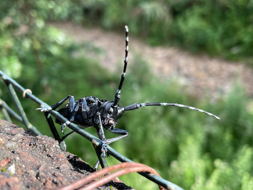 Citrus Longhorn Beetle