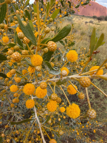 waxy wattle