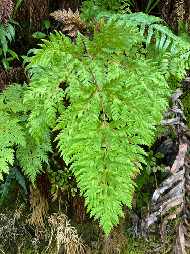 Loxsoma cunninghamii, photograph 3