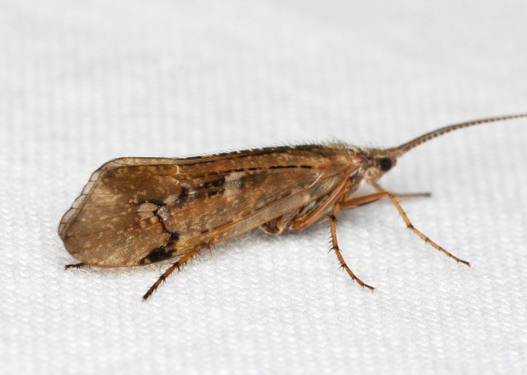 Northern Caddisflies