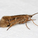 Northern Caddisflies - Photo (c) Jim Johnson, some rights reserved (CC BY-NC-ND), uploaded by Jim Johnson