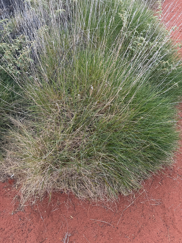 Triodia pungens observed 2026-08-19