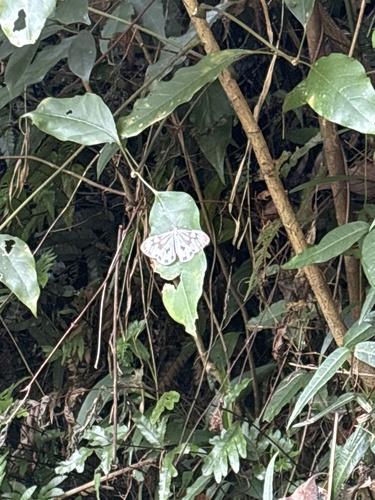 Marbled White Moth