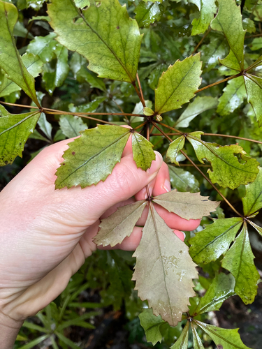 Pseudopanax discolor, photograph 4