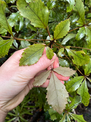 Pseudopanax discolor, photograph (c) Cara-Lisa Schloots, some rights reserved (CC BY)
