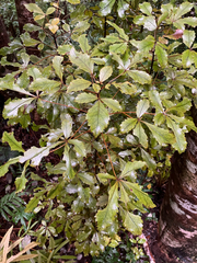 Pseudopanax discolor, photograph (c) Cara-Lisa Schloots, some rights reserved (CC BY)