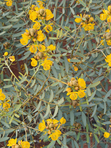 Fire bush