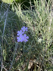 Phlox longifolia