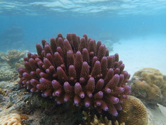Acropora humilis