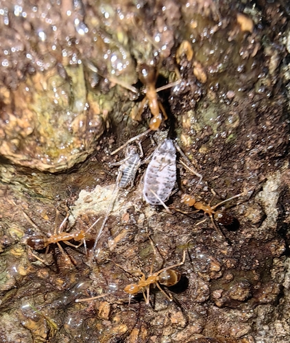 Yellow Crazy Ant