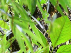 Sinosuthora alphonsiana