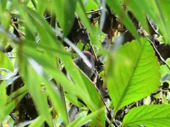 Sinosuthora alphonsiana