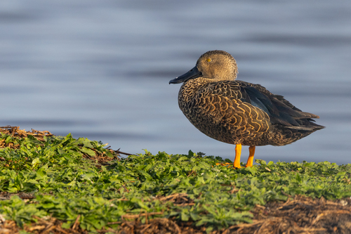 iNaturalist image