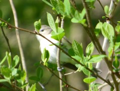 Vireo gilvus