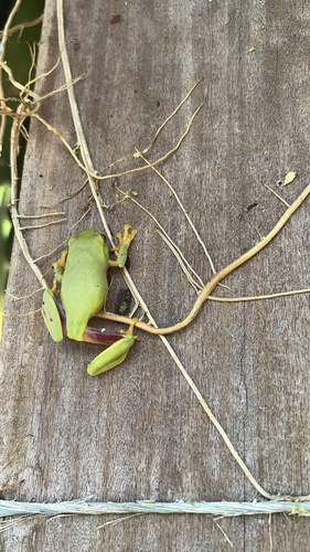 Dainty Tree Frog