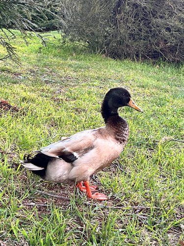 Domestic Mallard