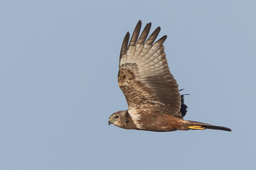 iNaturalist image