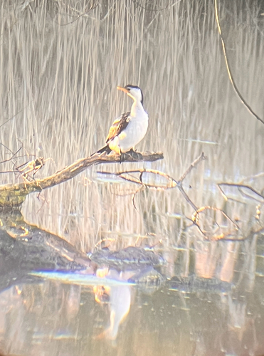 Little Pied Cormorant
