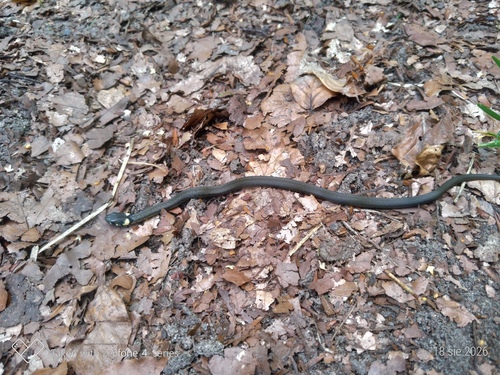 grass snake
