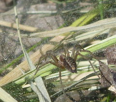 Agelena labyrinthica