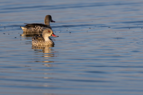 iNaturalist image