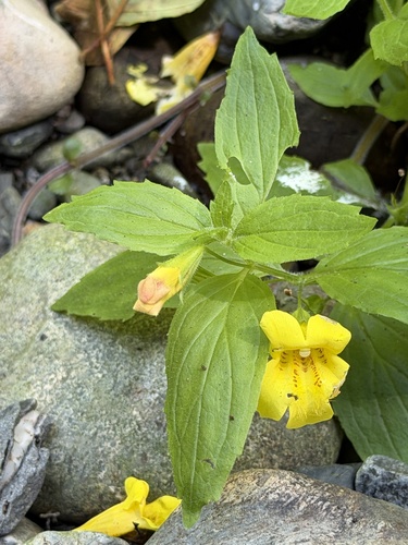 Erythranthe dentata, photograph 2