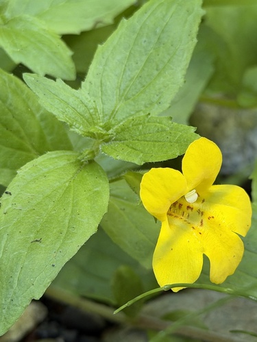Erythranthe dentata, photograph 3