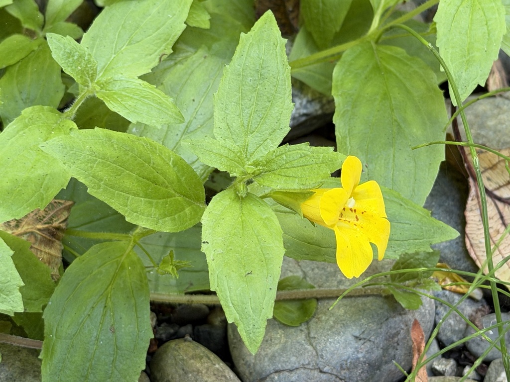 Erythranthe dentata; photograph (c) Ian McFaul, some rights reserved (CC BY)