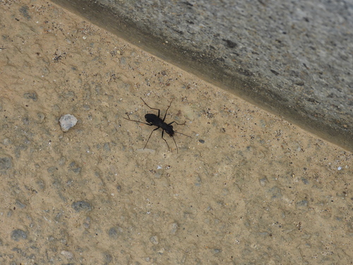 Cylindera gracilis