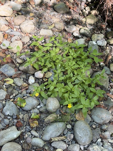 Erythranthe dentata, photograph 4