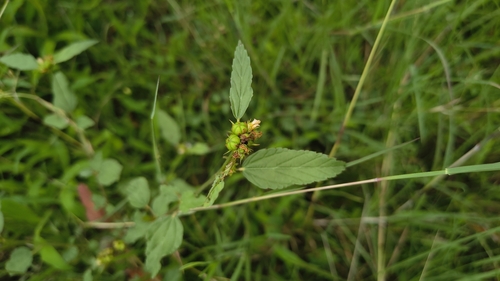 chocolateweed