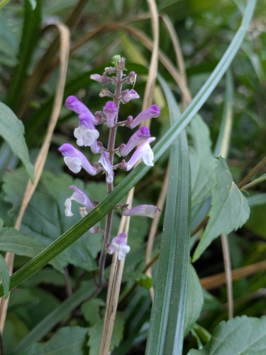 Scutellaria javanica observed 2026-08-17