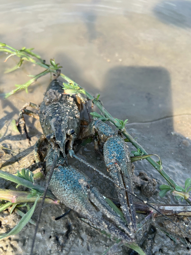 Narrow-clawed crayfish