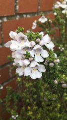 Prostanthera cuneata