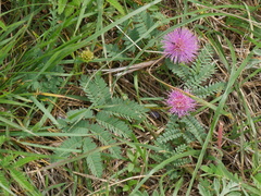 Mimosa quadrivalvis