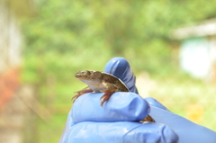 Xenopus