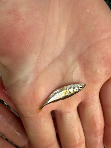 Threespine Stickleback