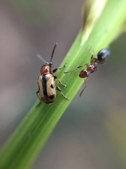 Crioceris paracenthesis