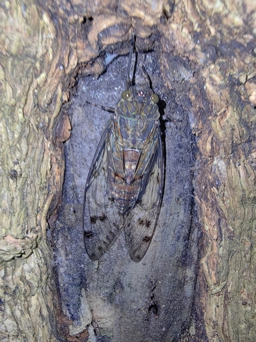 Trombonia eminula