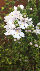 Prostanthera cuneata