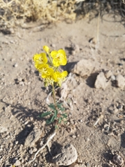 Chylismia claviformis lancifolia