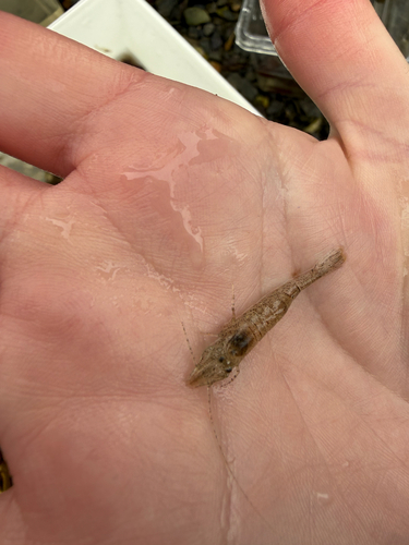 Brown Shrimp
