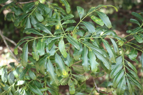 Owenia venosa, photograph 4