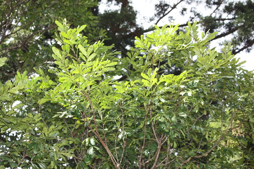 Owenia venosa, photograph 6