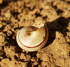 Pseudotachea splendida