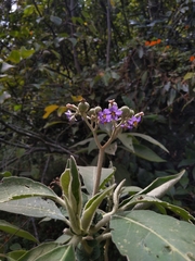 Solanum mauritianum