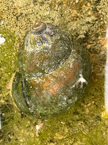 Chinese Mystery Snail