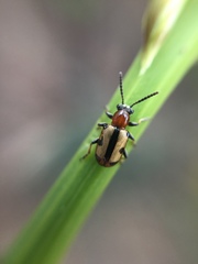 Crioceris paracenthesis