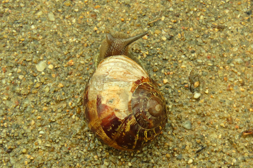 Garden Snail